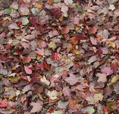 Ковролин ForboFlotex Vision Image 000532 Red Leaves фото 1 | FLOORDEALER